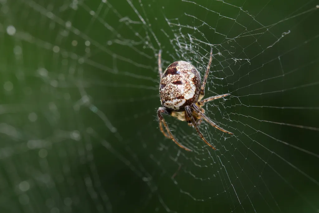 small spider in net