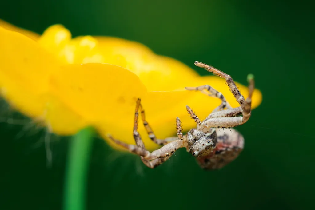 spider on yellow flower