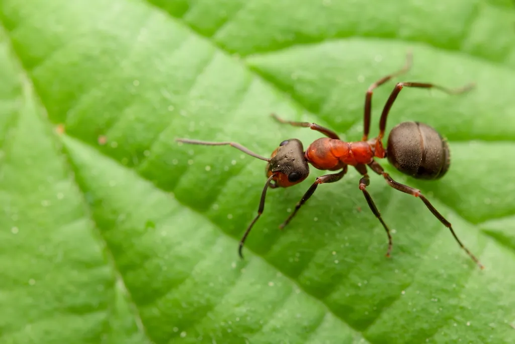 red ant on green leaf