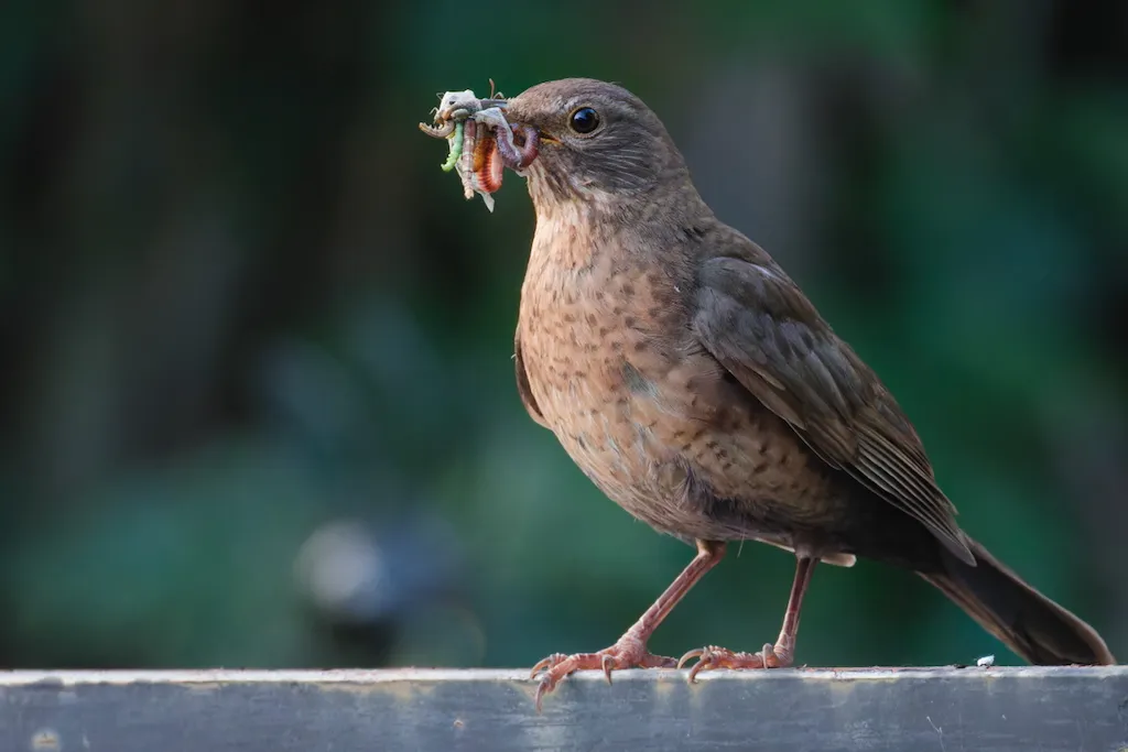 blackbird with mouth full of worms