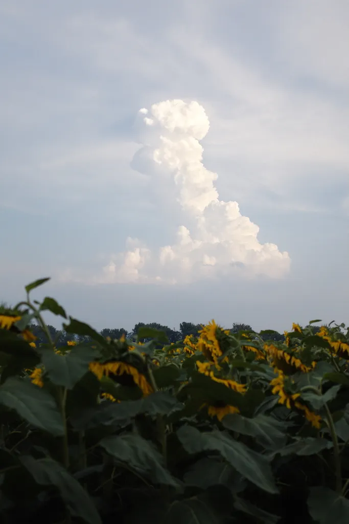 sunflowers below towering cloud