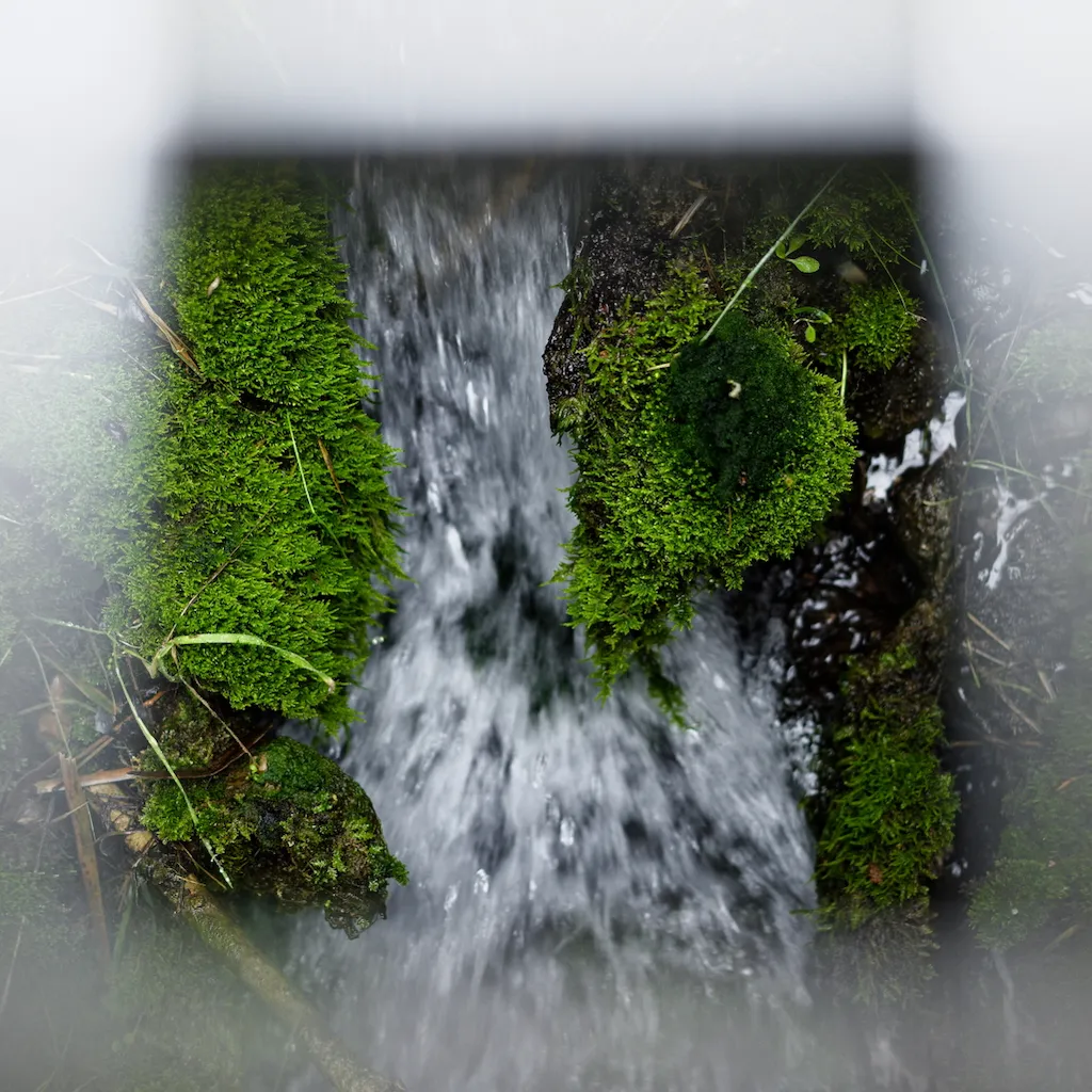 moss in canal